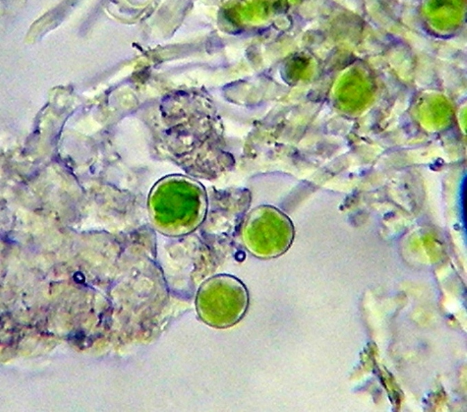 Cellula algale